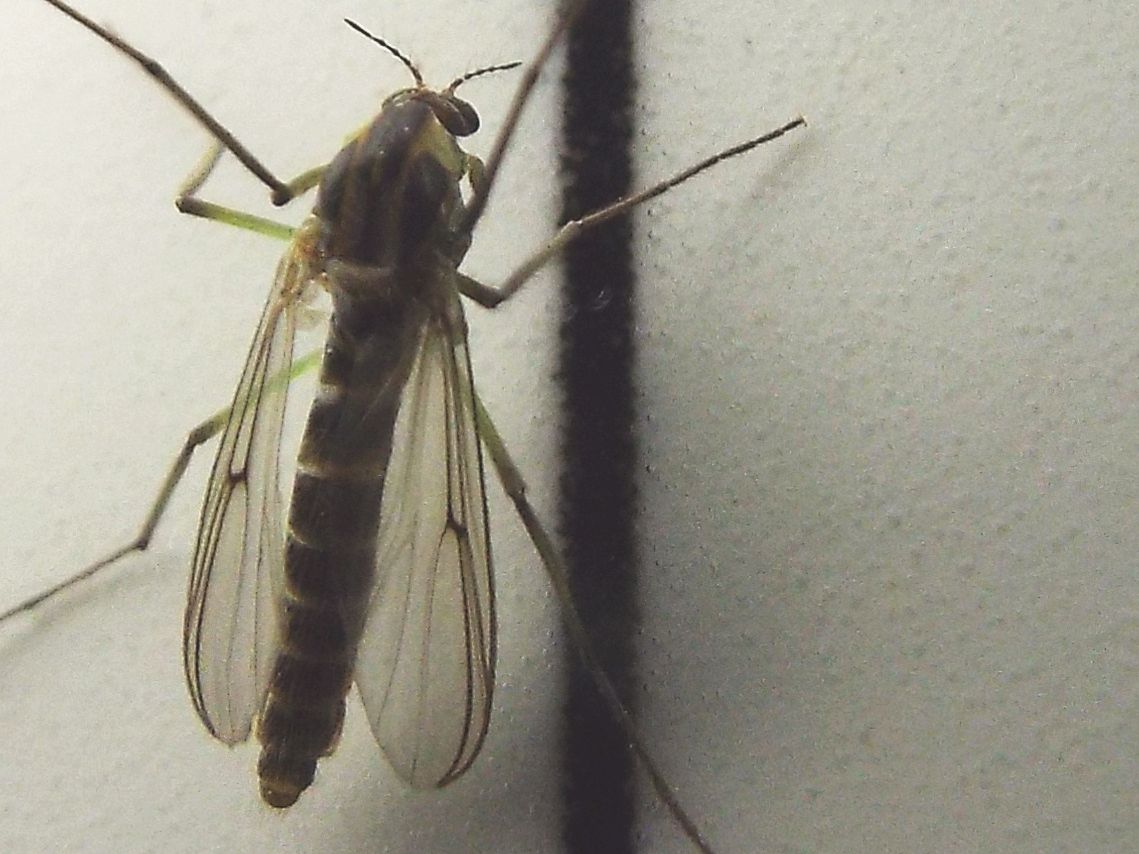 Chironomidae: ...cfr. Chironomus sp.